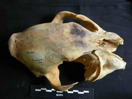 Skull: frontal sight