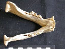 Mandibules
