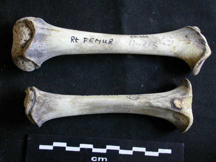  Femur and tibia