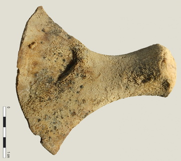 Coxal: acetabulum