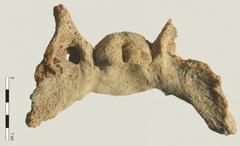 Crâne : basisphénoïde