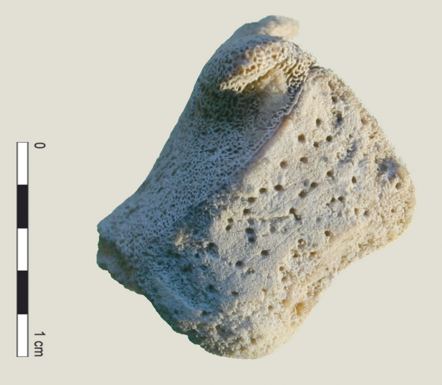 Fémur : épiphyse proximale