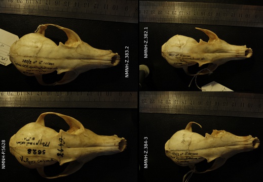 Skulls: frontal sight