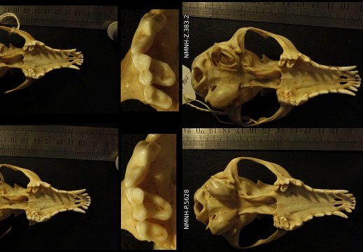 Cráneos: vista ventral