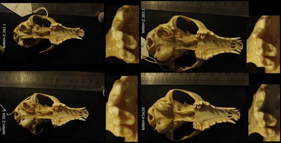 Skulls: ventral sight