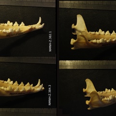 Mandibules : vue latérale droite