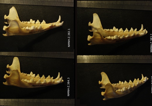 Mandibules : vue latérale droite