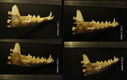 Mandibules : vue latérale droite