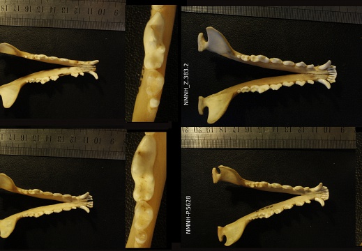 Mandibules : vue supérieure