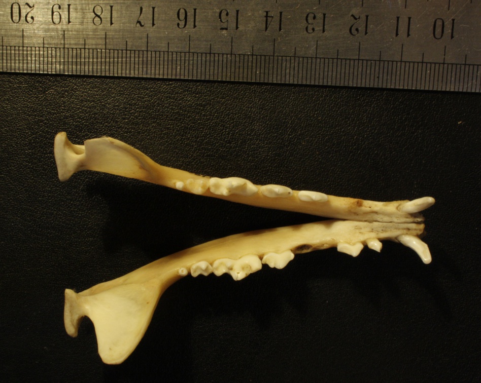 Mandibules : vue supérieure