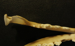 Mandibules : vue supérieure