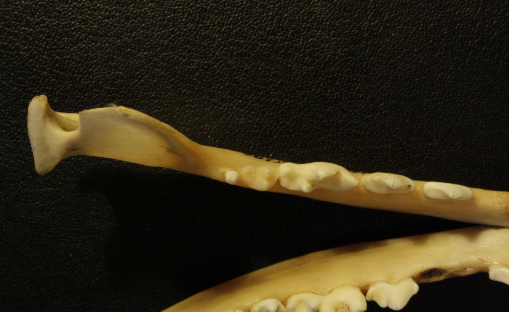 Mandibules : vue supérieure