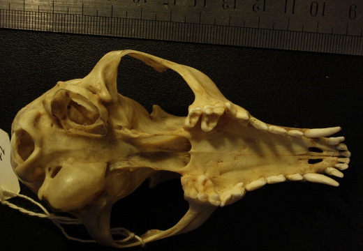 Skull: ventral sight