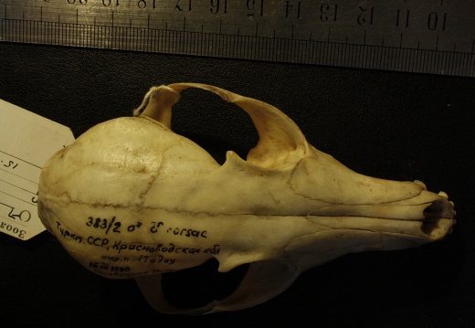 Skull: frontal sight