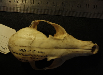 Skull: frontal sight