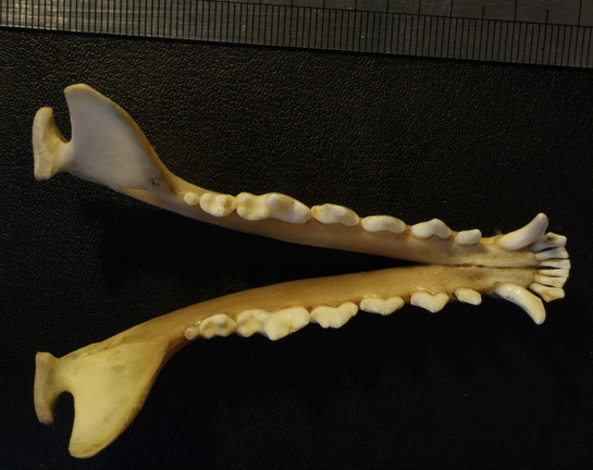 Mandibules : vue supérieure