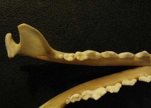 Mandibules : vue supérieure