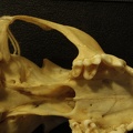 Cráneo: vista ventral