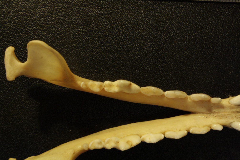 Mandibules : vue supérieure