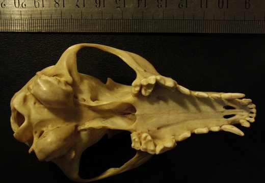 Skull: ventral sight