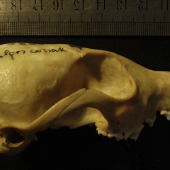 Cráneo: vista lateral derecha
