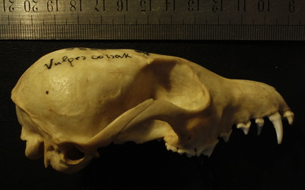 Crâne : vue latérale droite