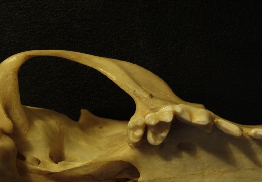 Skull: ventral sight