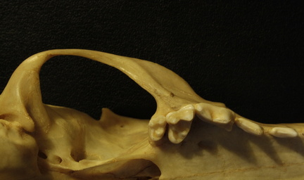 Skull: ventral sight