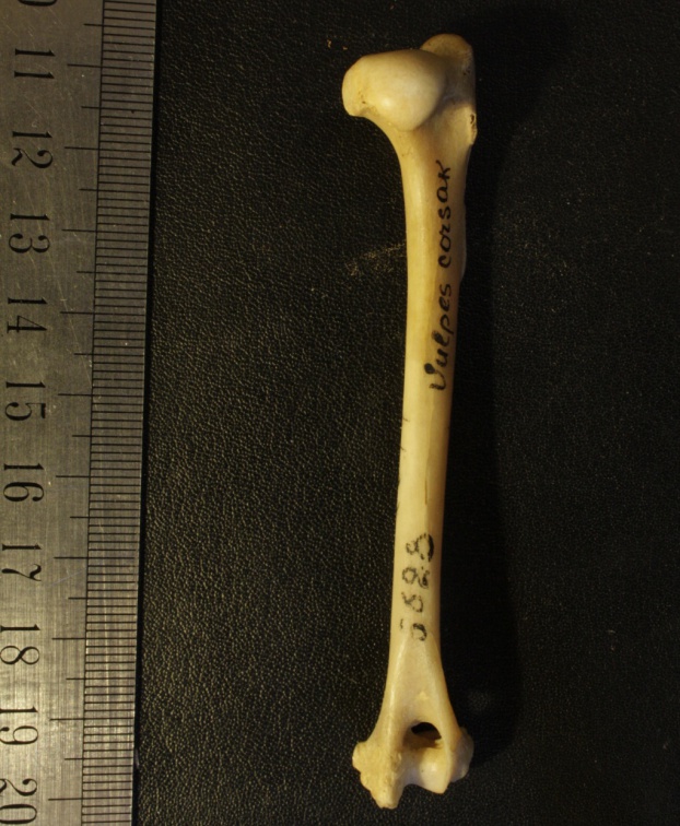 Humérus : vue postérieure