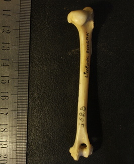 Humérus : vue postérieure