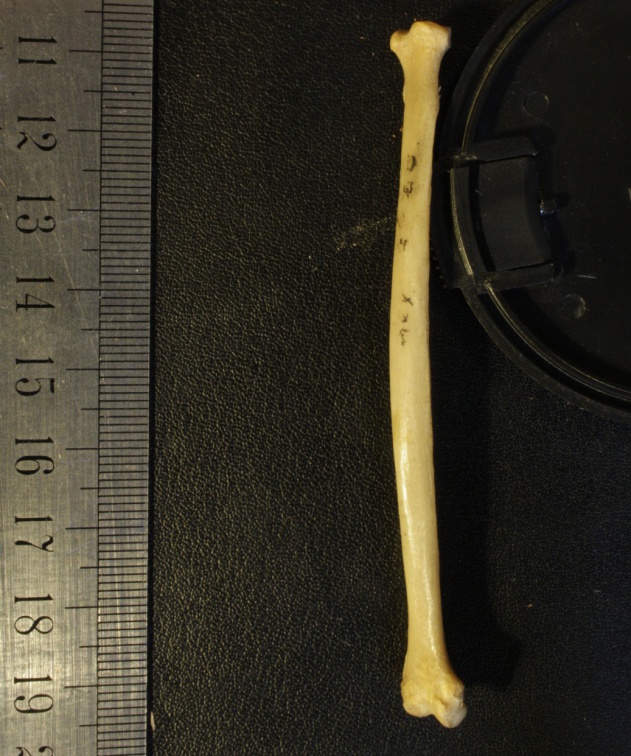 Radio : vista medial