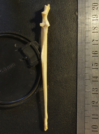 Ulna : vue antérieure