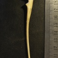 5628_ulna_d_med.jpg