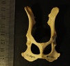 Pelvis : vue ventrale