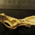 Pelvis: lateral right