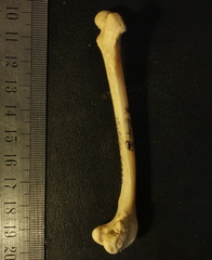 Femur: side view