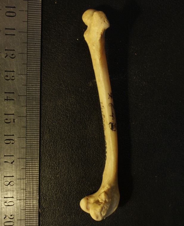 Fémur : vue latérale