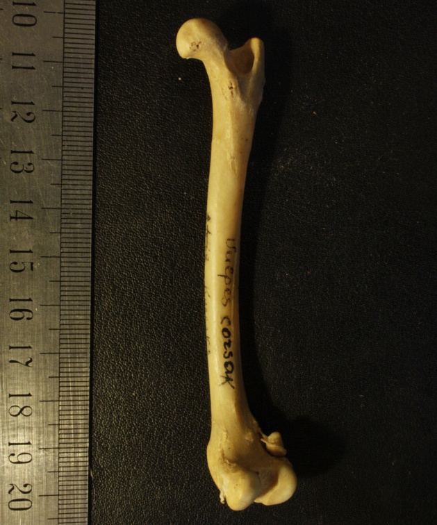 Fémur : vue postérieure