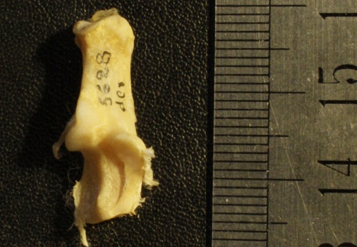 Calcaneus: anterior view