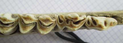 Mand adulte D dent dors2