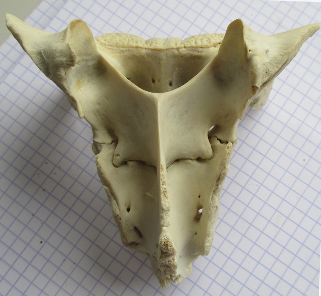 Sacrum_dors.jpg