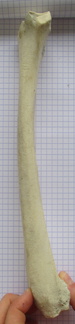 Radius G lat
