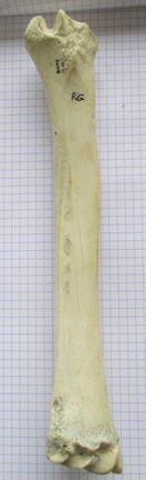 Radius G palm1