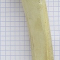 Radius_G_palm2.jpg