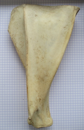 Scapula G lat1