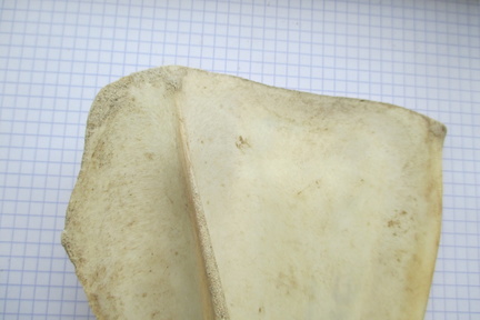 Scapula G lat3