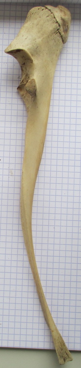 Ulna G lat