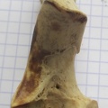 Ulna_G_prox_dors.JPG