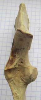 Ulna G prox dors