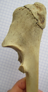 Ulna G prox lat1